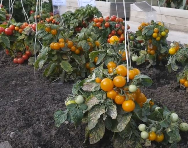 Томат Алтаечка: характеристика и описание сорта, отзывы и фото урожайности помидоров из семян