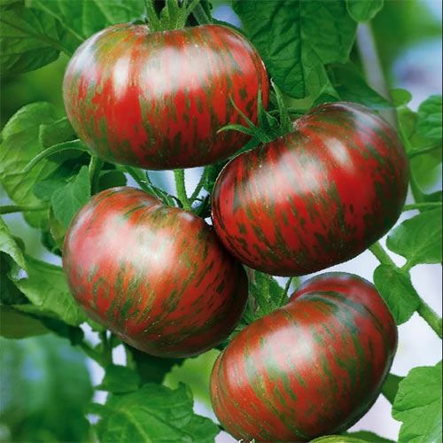 Высокорослый сорт томата индетерминантного типа Амурский тигр. Общая характеристика и описание плодов. Рекомендации по выращиванию растения на своем участке.