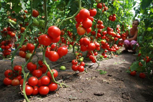 Секреты выращивания томатов Атлант F1 — собираем рекордный урожай