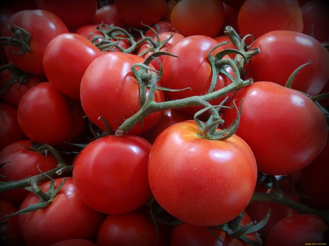 Самые лучшие сорта помидоров на 2021 год с характеристиками, фото и описанием — вкусные, урожайные, гибридные, для теплиц и открытого грунта. Классификация сортов по цвету, вкусу и размерам плодов.