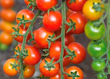 Агрохолдинг Поиск, крупнейший в России поставщик семян и посадочного материала для профессионалов и любителей, представил несколько новых сортов томатов