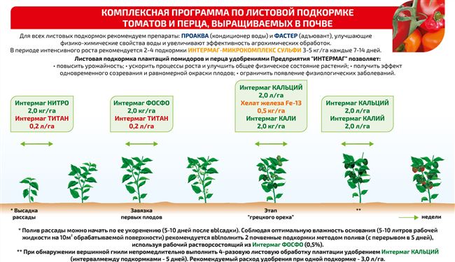 Гибридный томат «Берберана»: преимущества и недостатки вида, пошаговая методика его выращивания