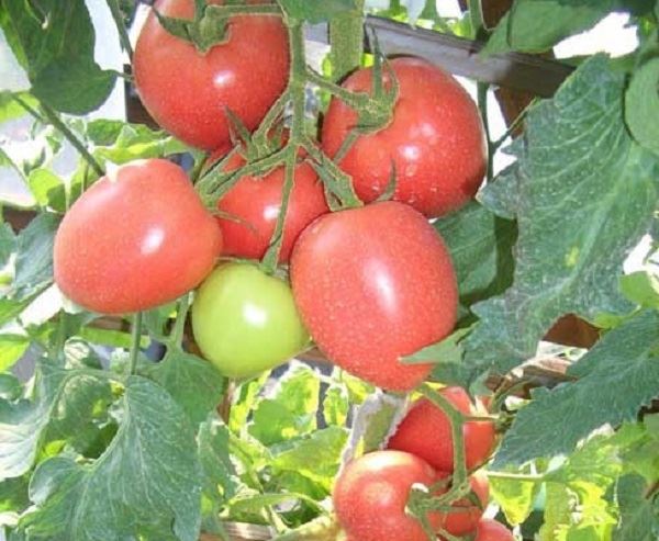 Описание сорта томат Бонапарт, его характеристики и выращивание