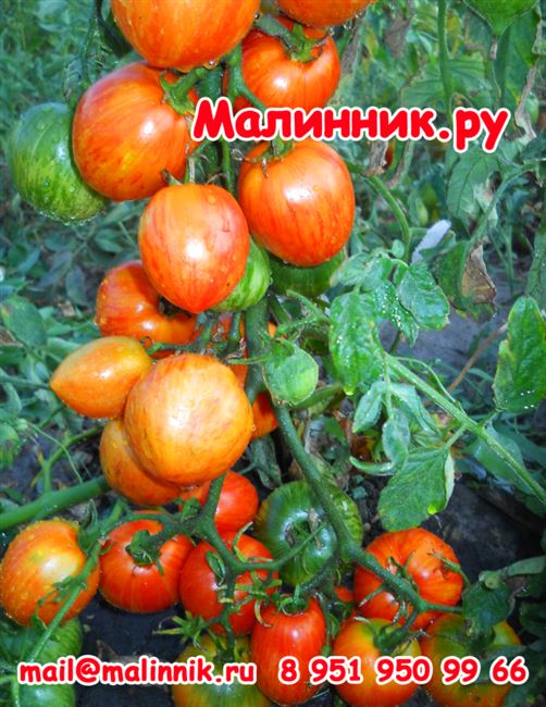 Описывается сорт томатов Премьер. Рассматриваются особенности выращивания, характеристика плодов, преимущества и отзывы садоводов.