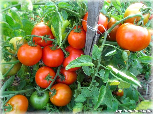Выращиваем богатый урожай на открытом грунте — стойкий томат «Витязь»