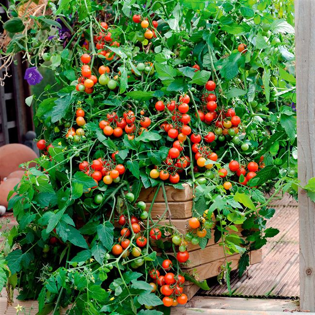 Описание ампельного сорта томата Водопад, его выращивание и уход