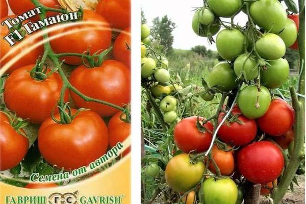 Томат Гамаюн F1: характеристика и описание сорта, отзывы об урожайности помидоров, фото семян