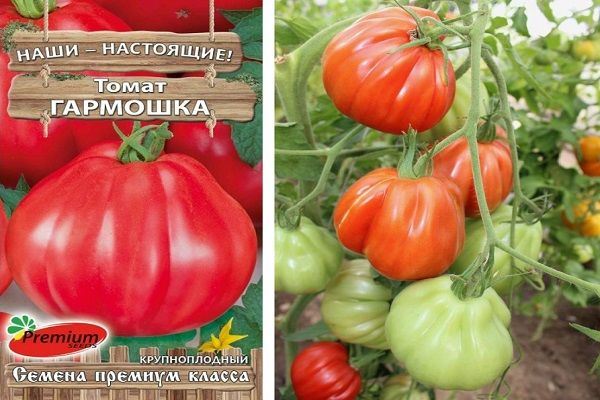 Томат Гармошка характеристика и описание сорта урожайность с фото