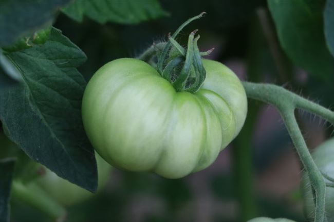 Лучшие сорта гигантских томатов [описание, особенности, фото и видео] | Сад и огород