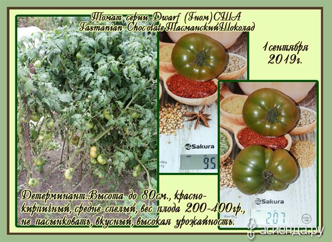 Обсудим особенности посадки и выращивания томатов Гном, а также основные характеристики сорта и его описание. Узнайте отзывы огородников об урожайности помидоров и взгляните на фото семян от фирмы Аэлита.