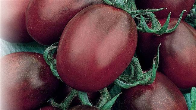 Де Барао: как вырастить серию популярных сортов поздних томатов?