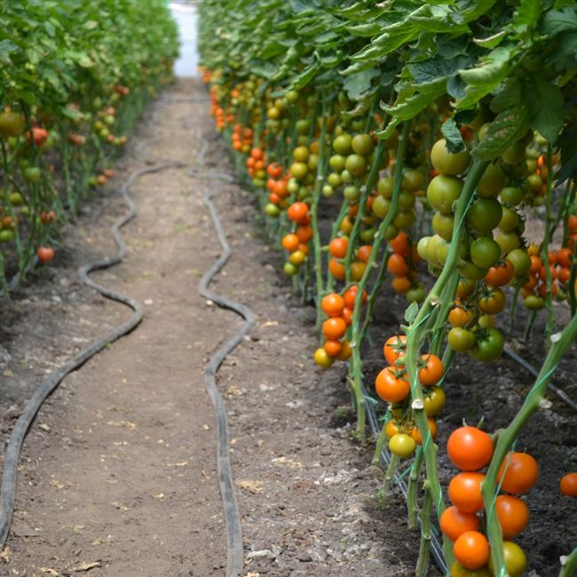 Яркий томат морковного цвета считается украшением участка. Плодовитый Диоранж обладает всеми преимуществами селекционных видов, сохраняя неприхотливость.