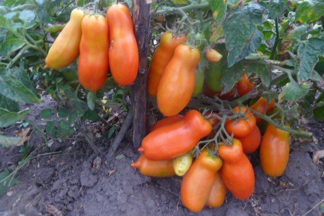 Описание сорта томатов Дрова: фото и отзывы огородников, которые отмечают вкусовые качества помидоров, их удобство применения и особые вкусовые качества. Урожайность сорта.