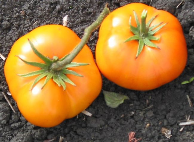 Как выращивают томаты Жёлтый гигант и Жёлтый великан?