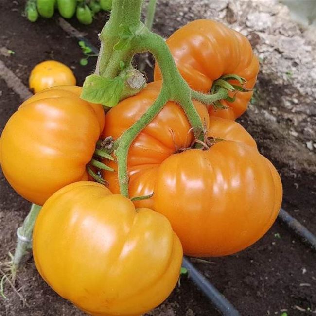 Почему фермеры так любят томат «Оранжевый слон»