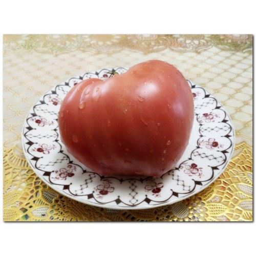 Моя коллекция томатов. Сорта Сердце Иванушки и Минусинское бычье сердце.