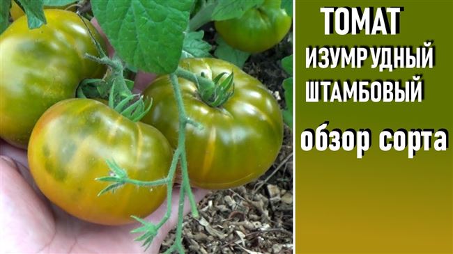 Описание сорта томата Изумрудный штамбовый, его характеристика и урожайность ⋆ Дачные дела