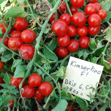 Кимберлино — сорт растения Томат