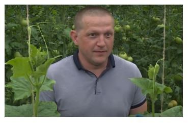 Гигантские помидоры Киото выращивает ставропольский фермер и удивляет всех