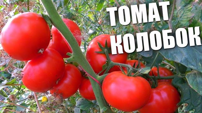 Томат Колобок: характеристика и описание сорта, отзывы садоводов с фото