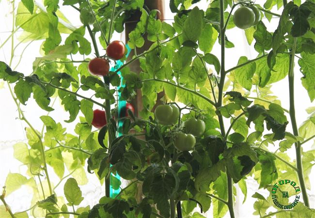 Томат «Красная россыпь»: помидоры — как с картинки