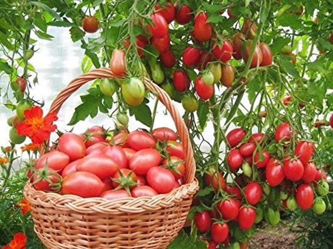 Новые сорта помидоров для выращивания на даче