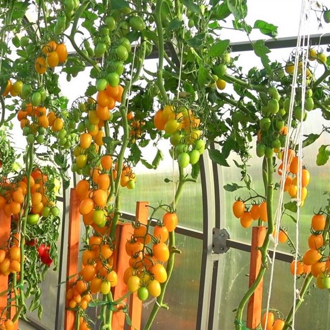 Сорт томатов Магнифика: как сажать и ухаживать за сортом