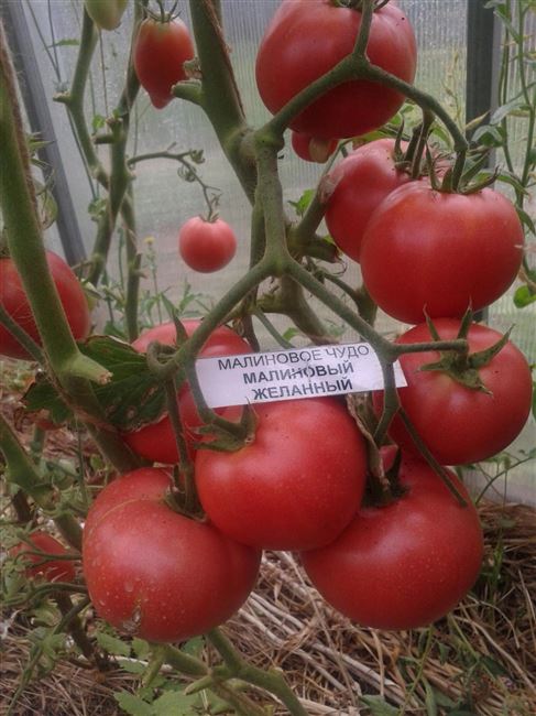 «Малиновое чудо» на грядке: обзор популярной серии гибридных томатов