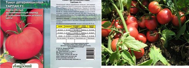 Описание сорта томата Матиас, особенности выращивания и ухода ⋆ Дачные дела