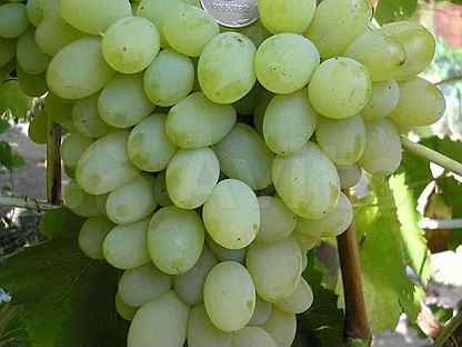 Кисло-сладкий прелестник — сорт винограда Августин