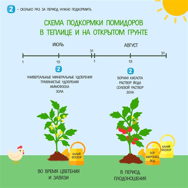 Описание томата Толстый Монах, правила выращивания и уход за растением