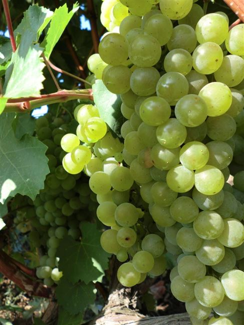 Виноград Аврора- описание сорта, особенности посадки и выращивания
