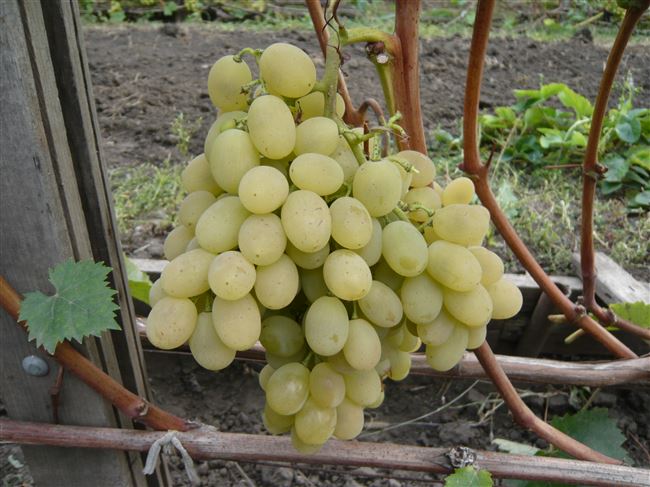Виноград агадаи — описание сорта