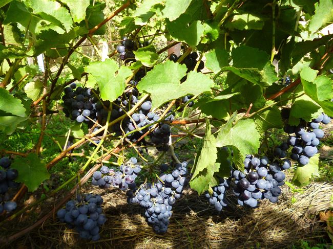 Сорт винограда Агат Донской: фото и описание, отзывы