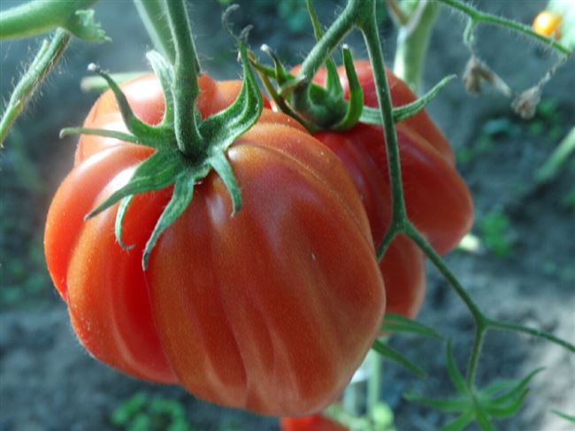 Лучшие сорта томатов с фото и описанием 60 сортов | Сад и огород