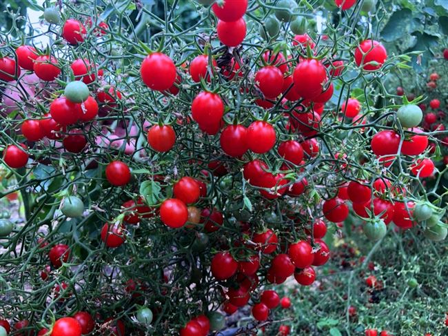 Морозостойкий крепыш с обильными урожаями — томат Красное ожерелье: описание и отзывы