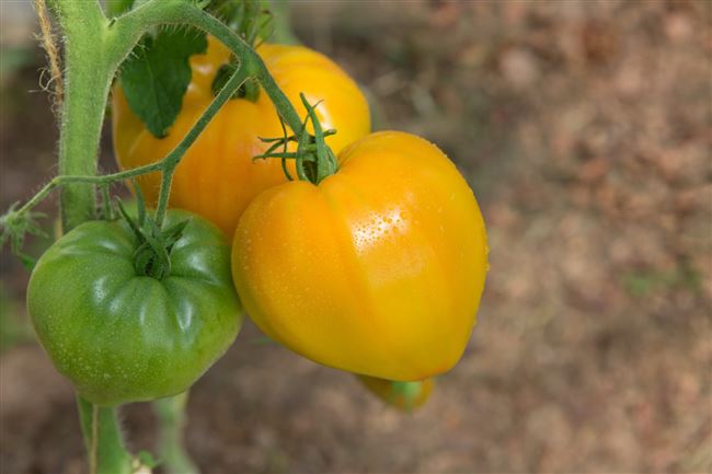Рекордсмен по содержанию полезных веществ — томат «Оранжевое сердце»