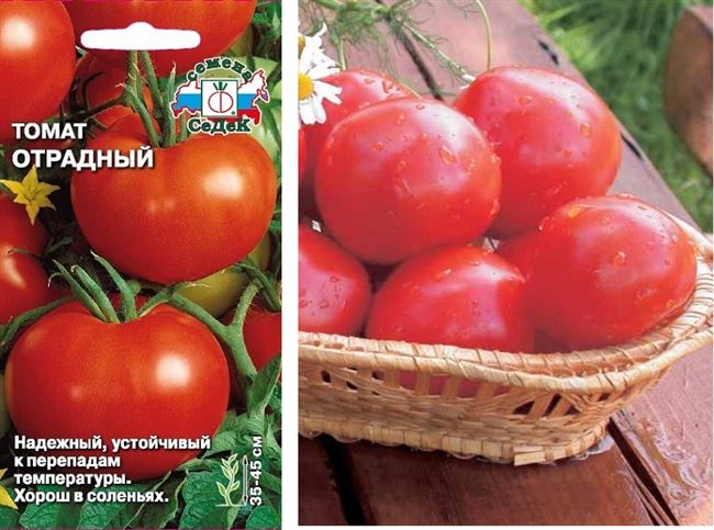 Описание томата Отрадный, характеристика сорта, его урожайность