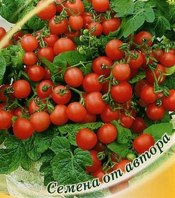 Комнатные томаты: обзор 6 сортов с фото, отзывы