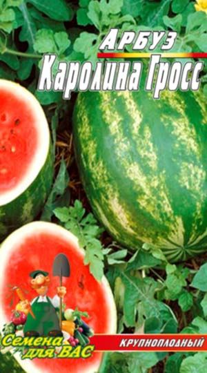 Обзор сорта арбузов (Каролина Кросс 180)/ Watermelon Carolina Cross 180 — YouTube
