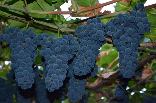 Виноград Амурский прорыв: описание и характеристики сорта, особенности ухода и фото