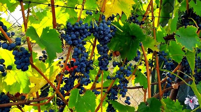 Антей Магарачский — сорта винограда на А — ВИНОГРАДНАЯ ЛОЗА