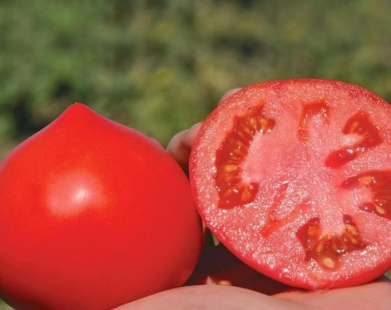 Его ждали и он пришел. Высокоурожайный, крупноплодный, ультраранний гибрид томата «Примо Ред»! » Новости на Верстов.Инфо — сайт Магнитогорск