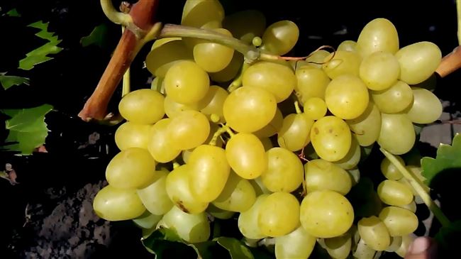Виноград «Аркадия»: описание сорта, фото и отзывы
