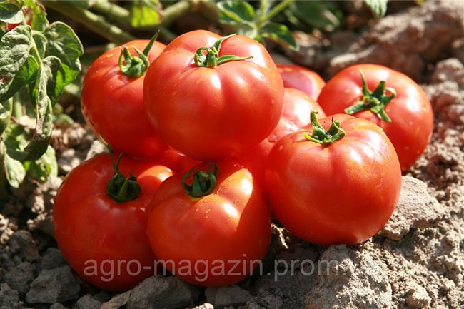 Томат Садин F1: отзывы и фото помидоров, описание и характеристика сорта