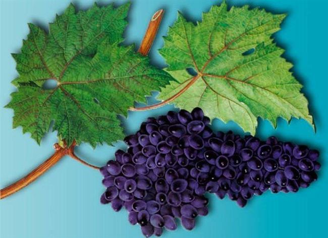 Столовый сорт винограда — Асма