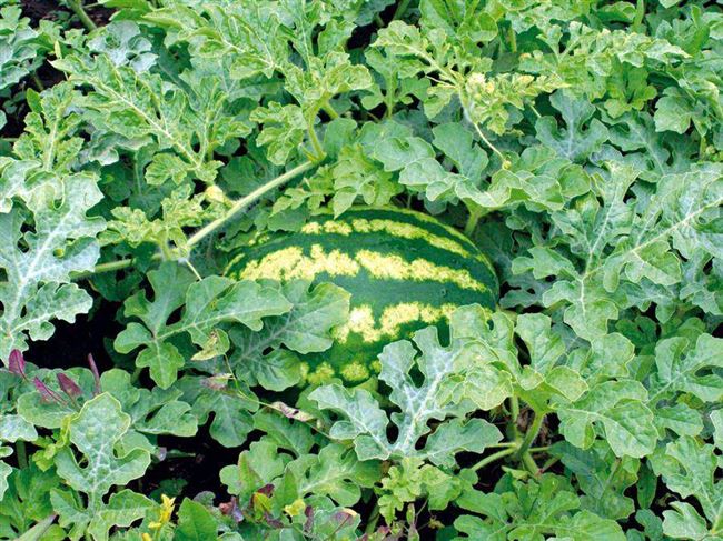 Колоссео — сорт растения Арбуз