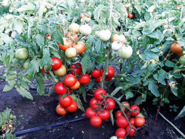 Для выращивания на севере подойдет томат «Суперприз F1»: описание и урожайность сорта