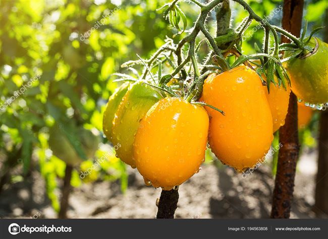Сорта томатов — список по алфавиту