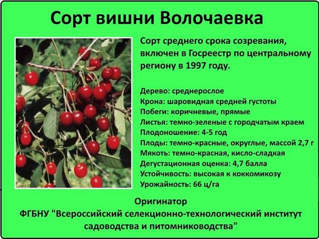 Описание сорта вишни Багряная, характеристики урожайности и особенности выращивания